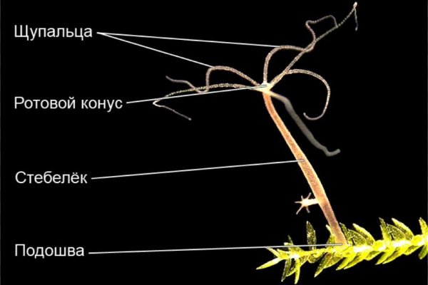 Наркоплощадки кракен