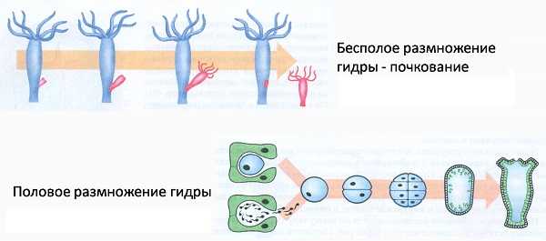 Кракен нарка шоп