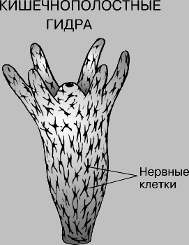 Кракен ссылки krakenwebs org